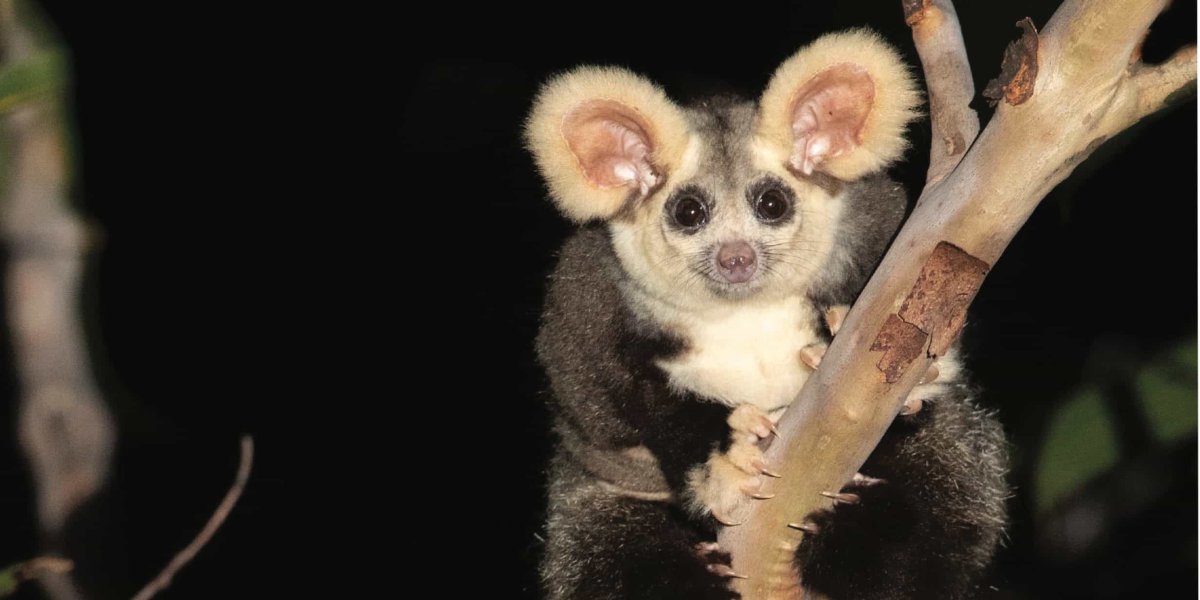 Летучий кускус