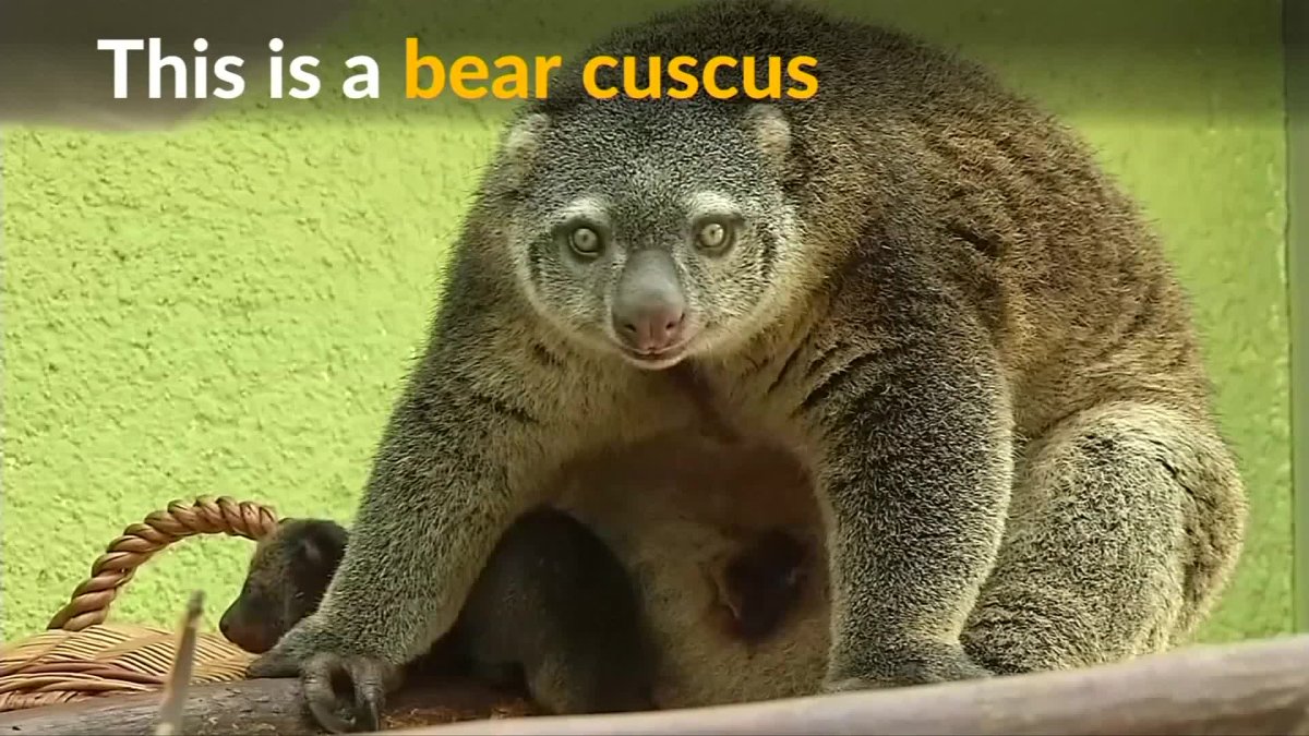 Сумчатый кускус