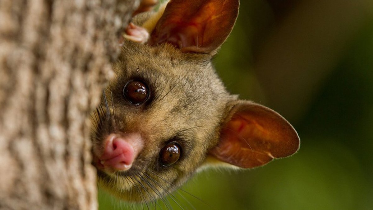 Пятнистый кускус животное