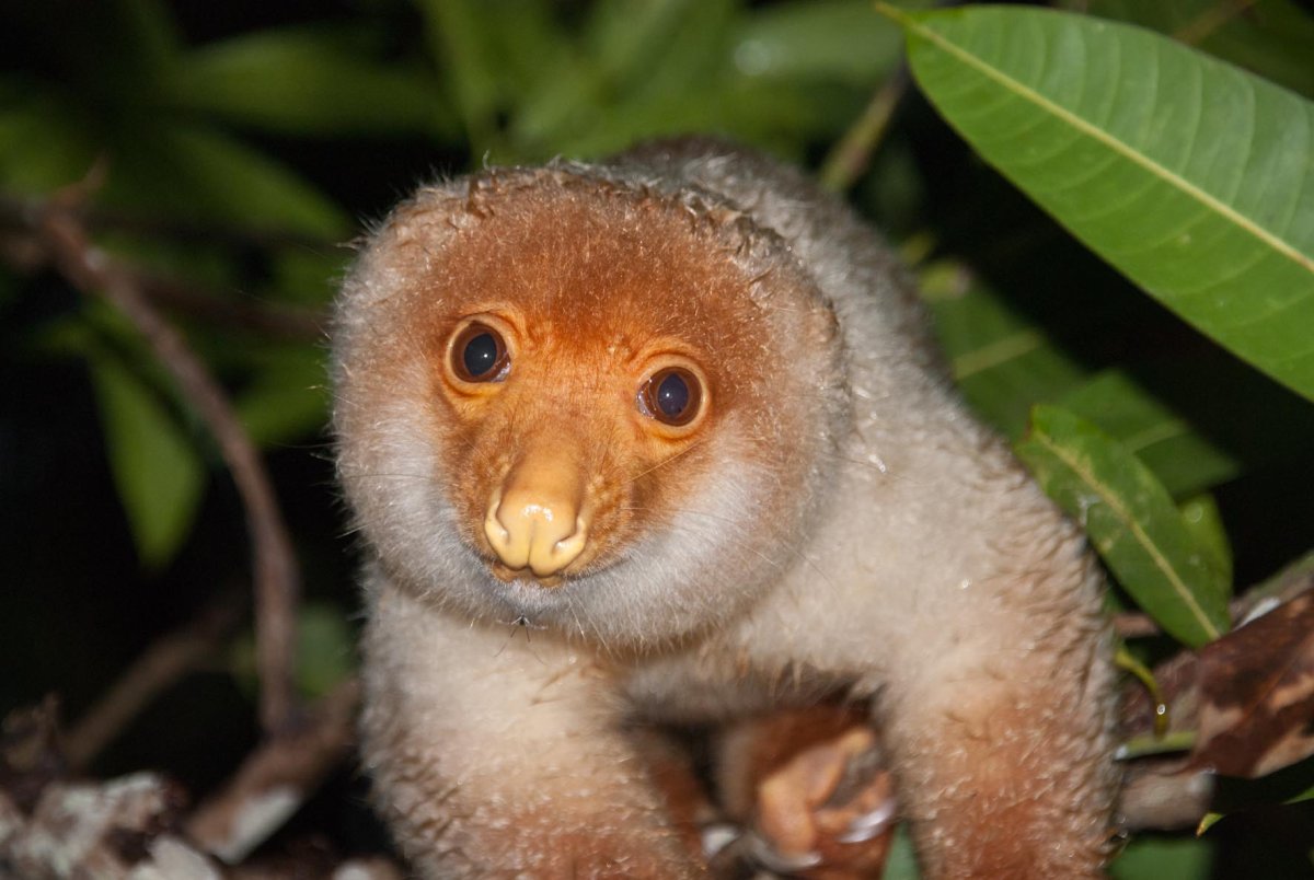 Кенгуру Квокка