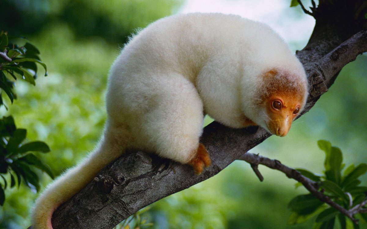 Кускус животное австралии