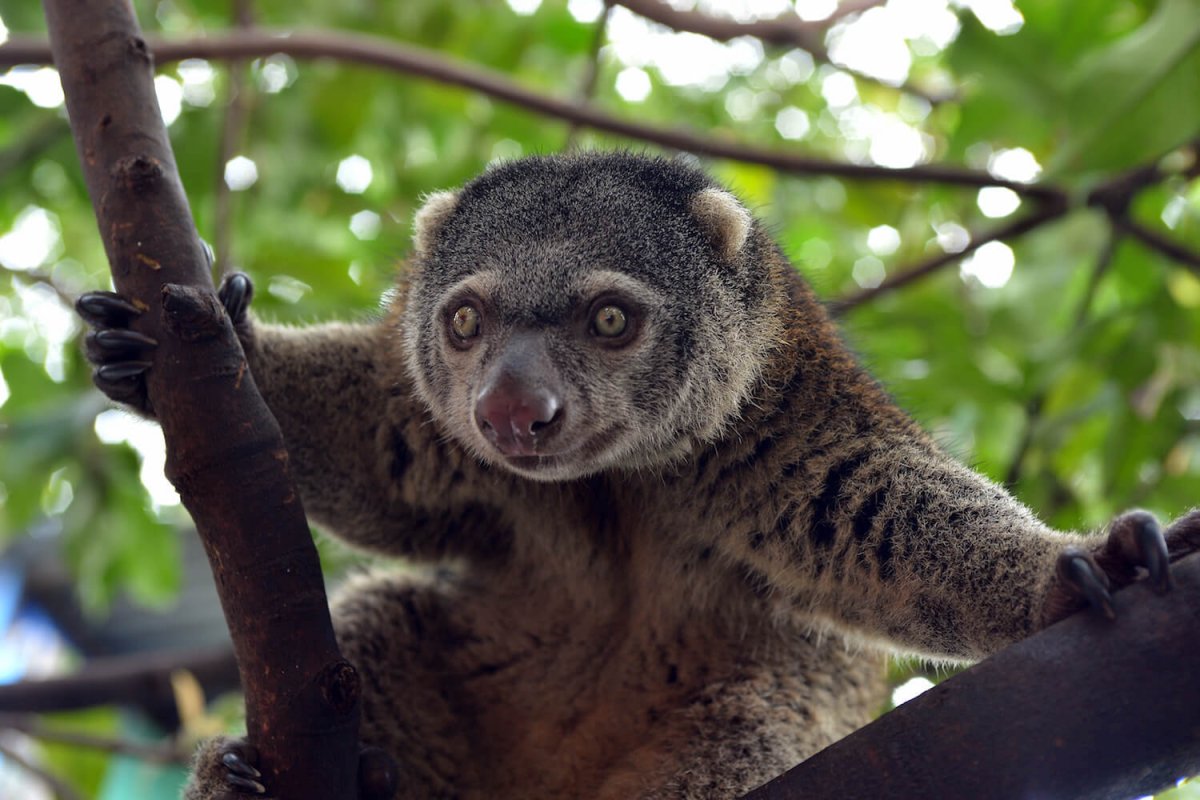 Медвежий кускус животное