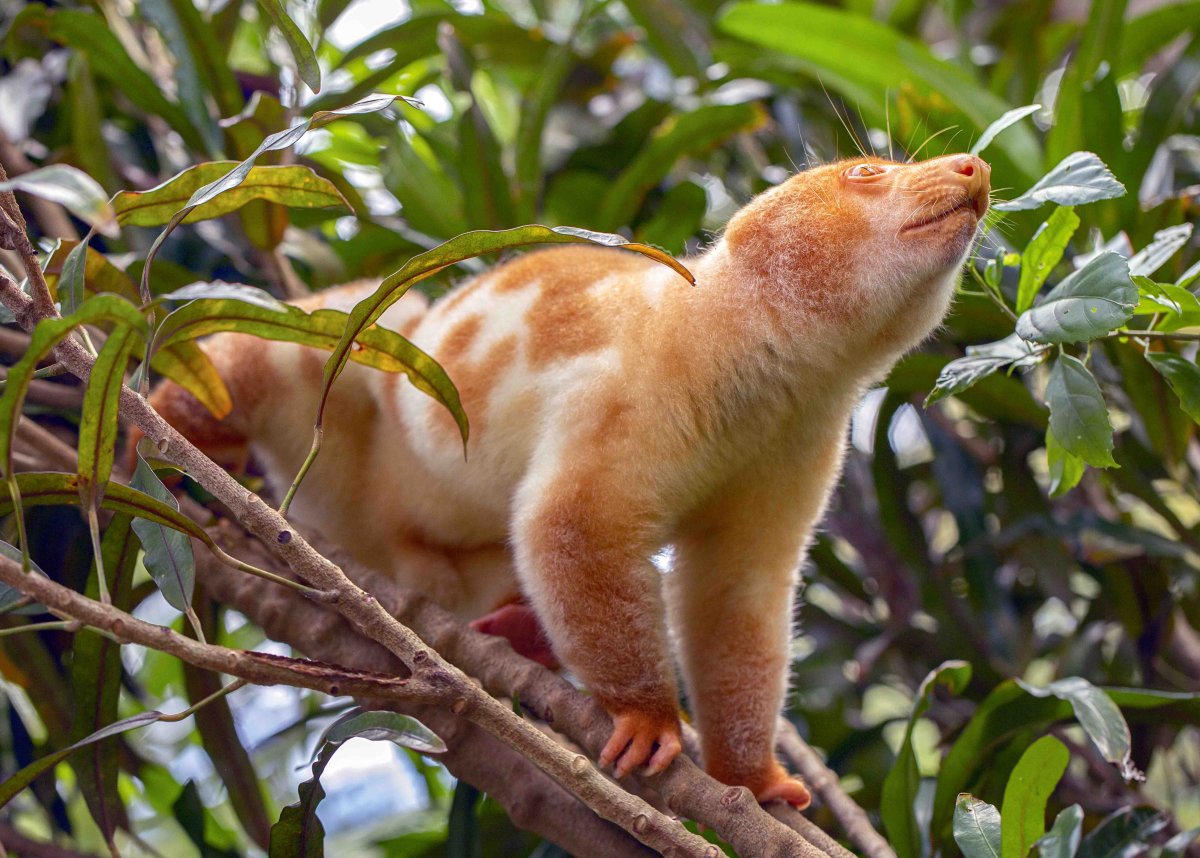 Пятнистый кускус