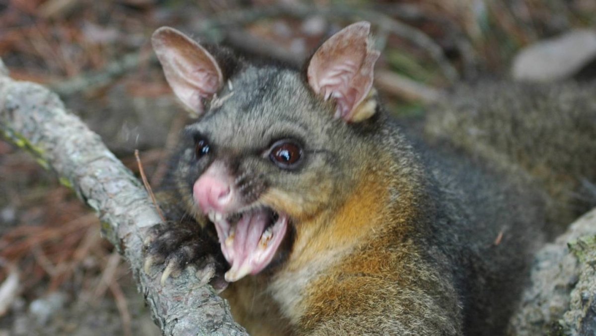 Опоссум новая Зеландия