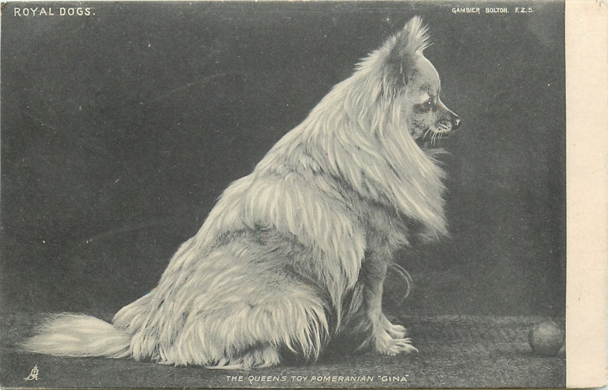 Королева Виктория и померанский шпиц