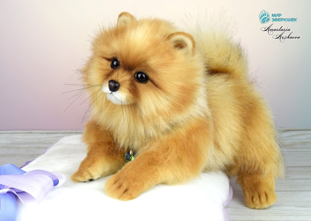 Померанский шпиц бурый