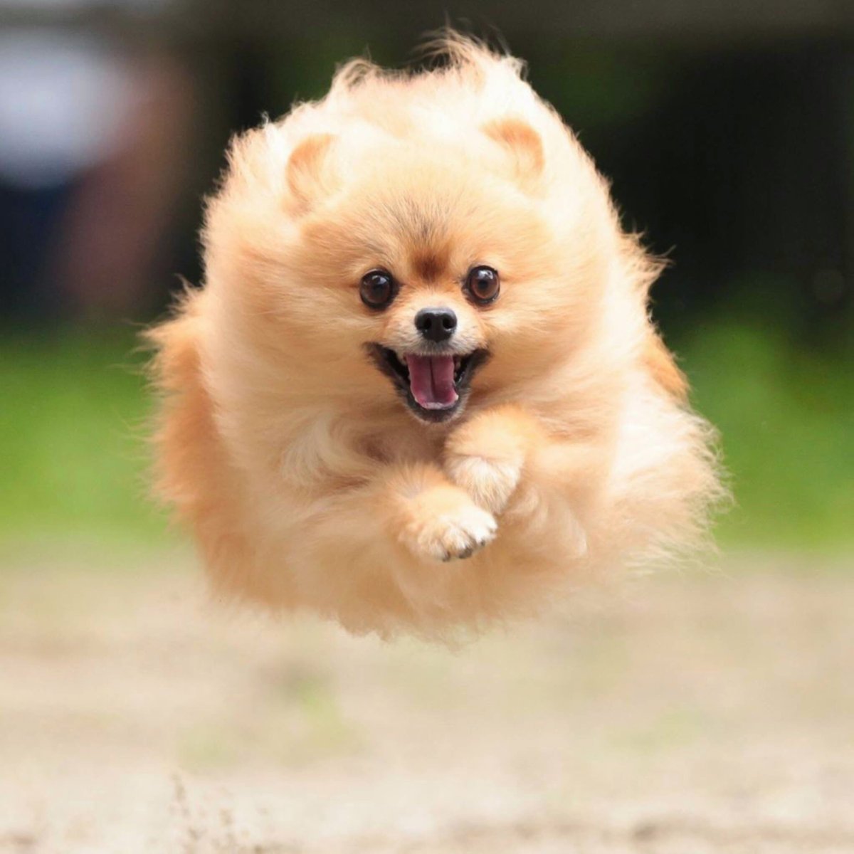 Эстетика шпица померанский щенок