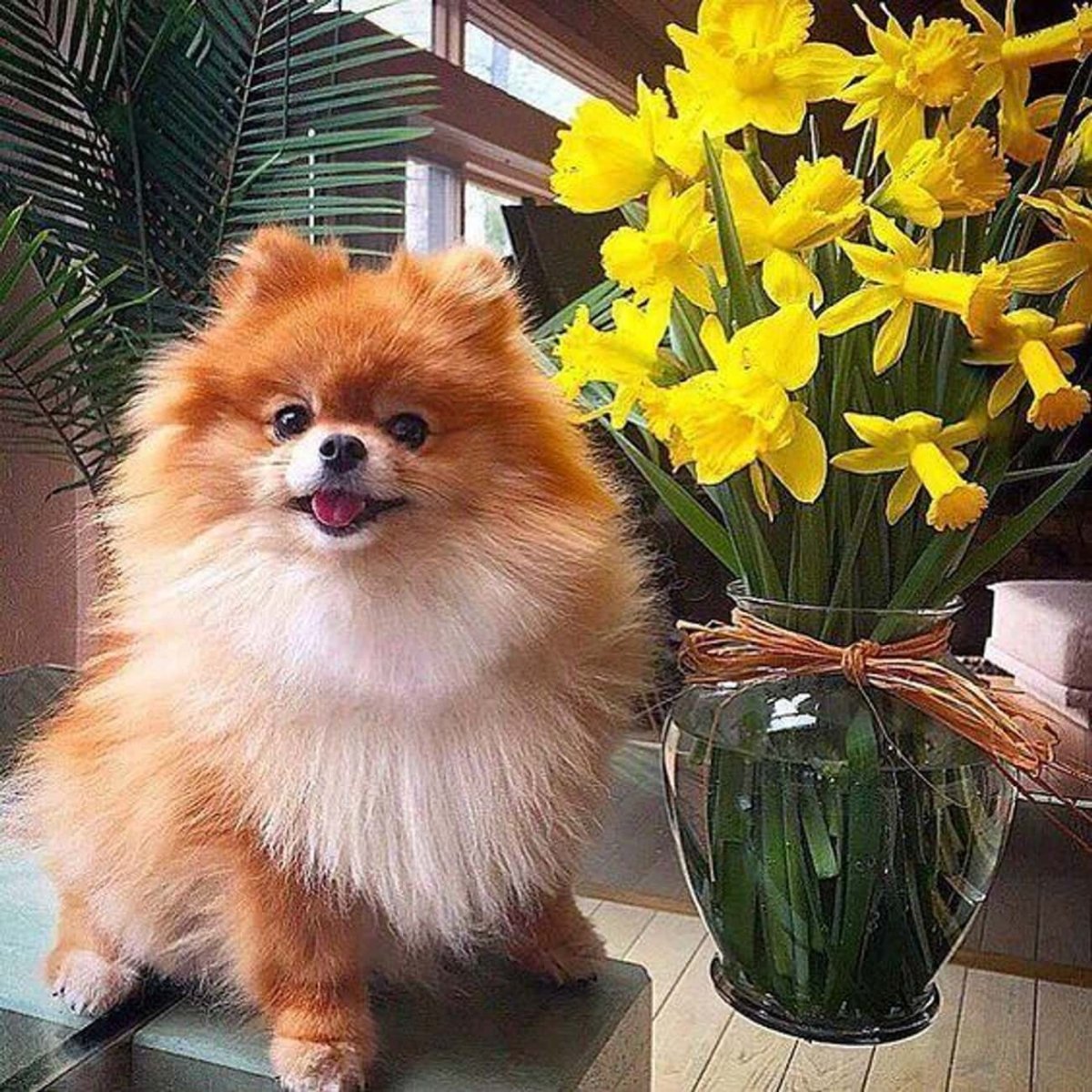 Померанский шпиц Teacup.