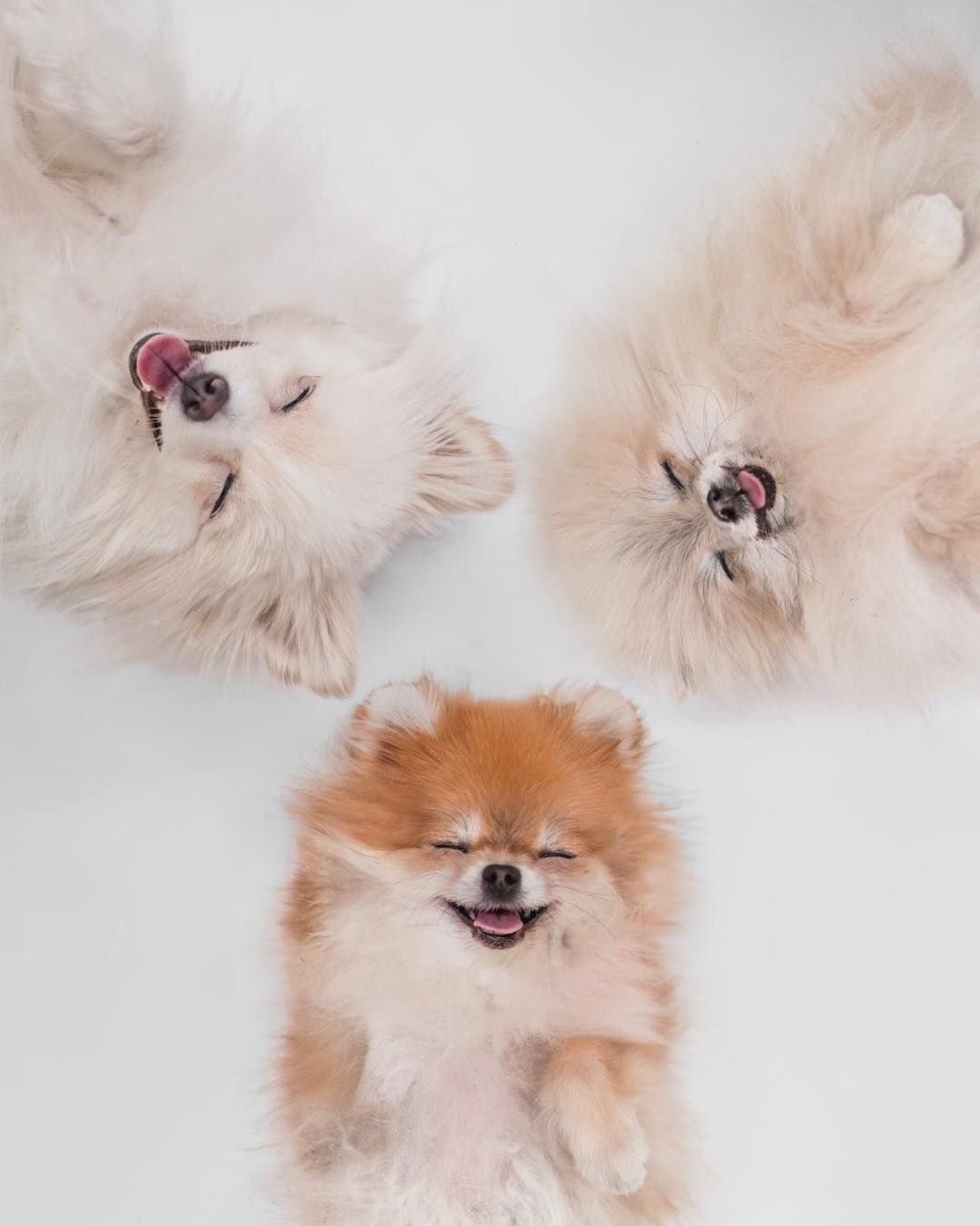 Померанский шпиц длинношерстный