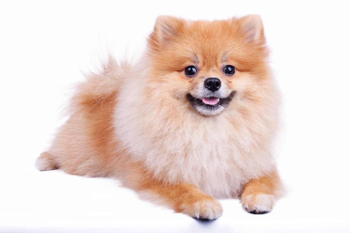 Micro Teacup White Pomeranian