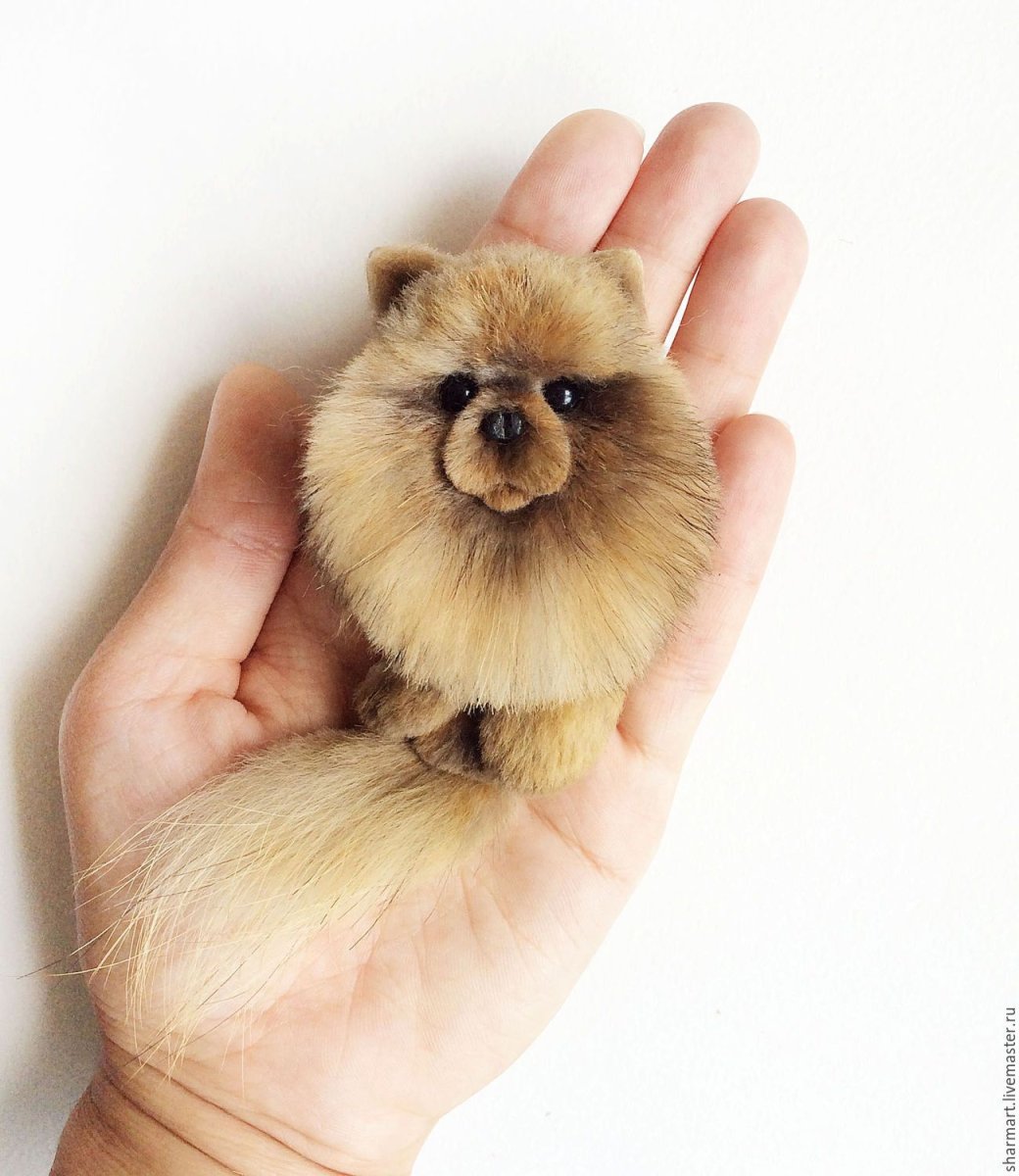 Померанский шпиц Детеныши