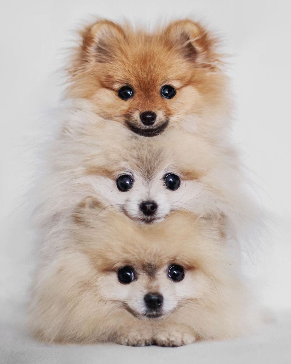 Померанский шпиц лохматый