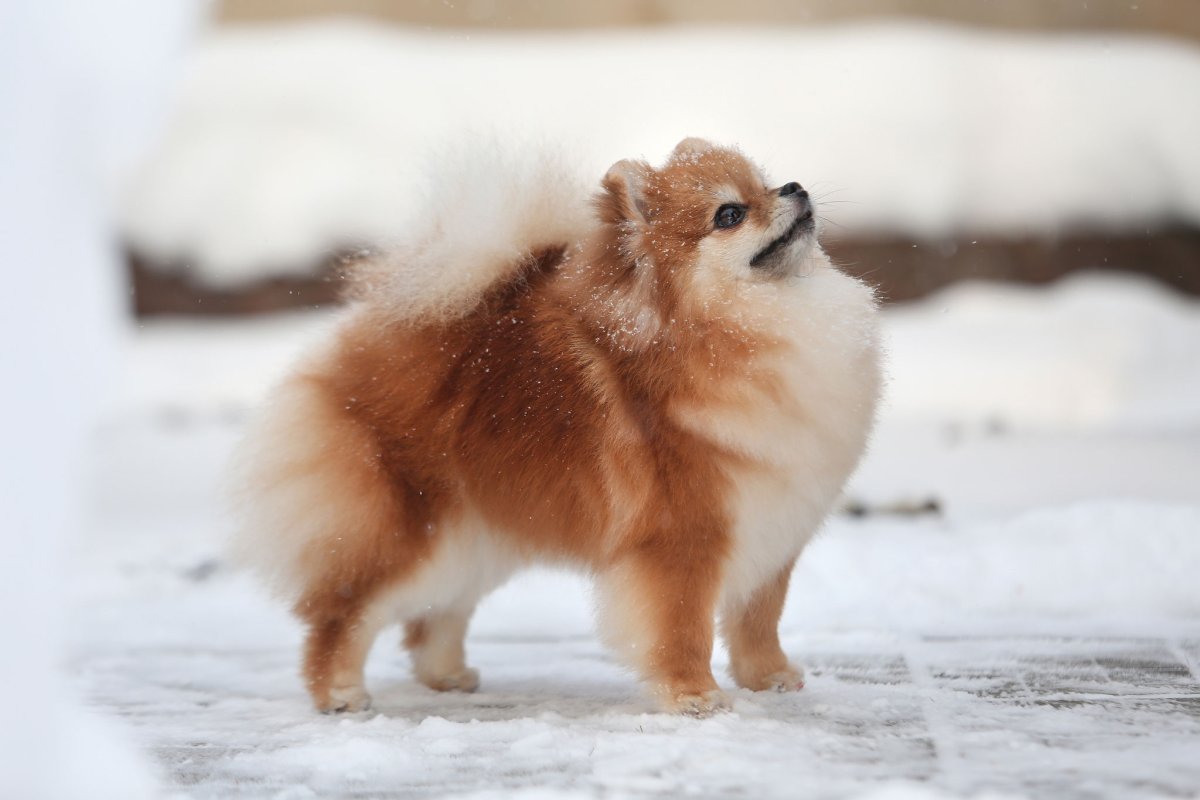 Шпиц померанец