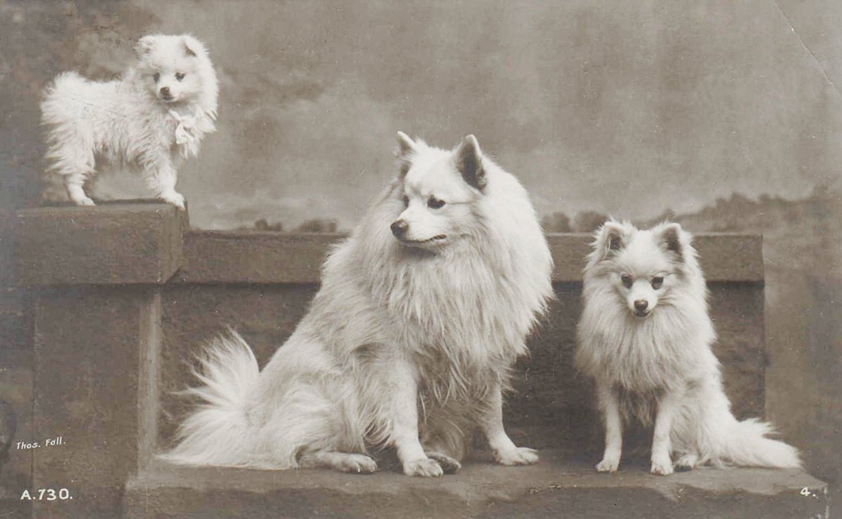 Королева Виктория со шпицем