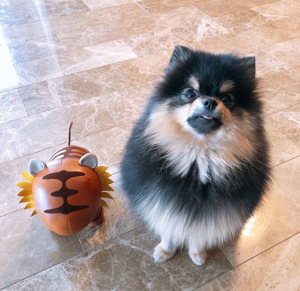 Померанский шпиц плюшевый