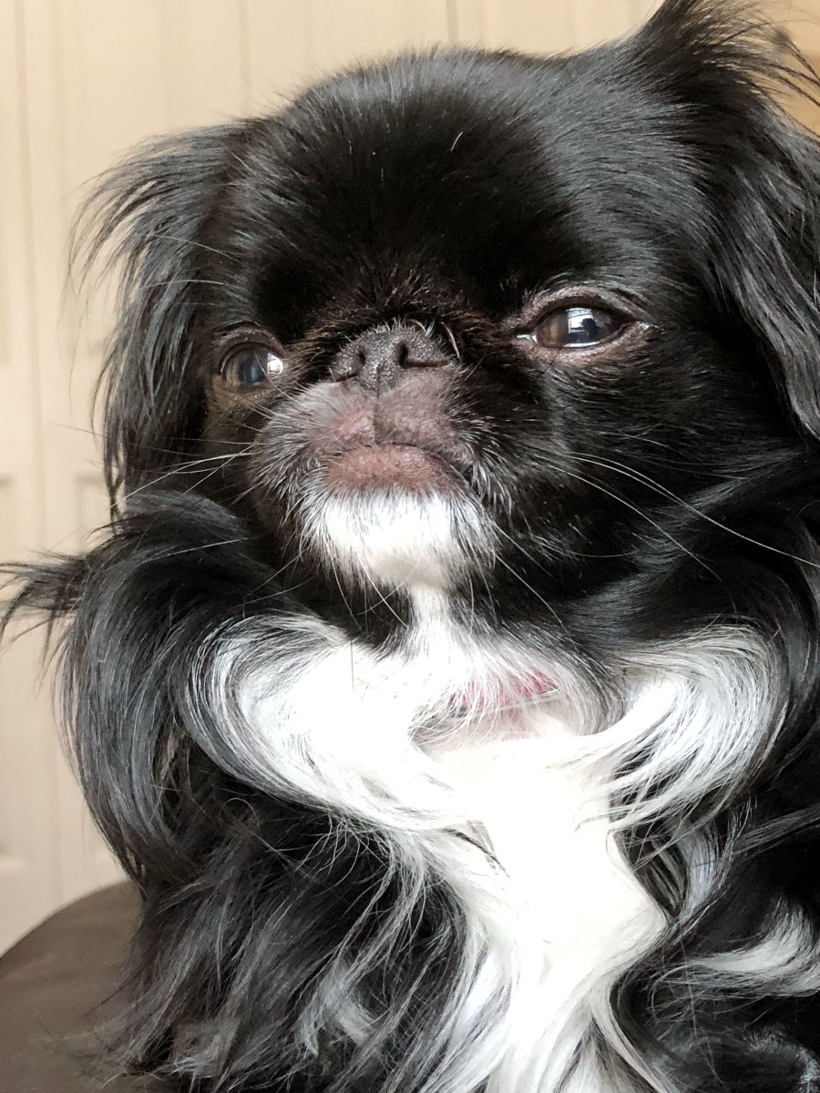 Помесь японского Хина и пекинеса