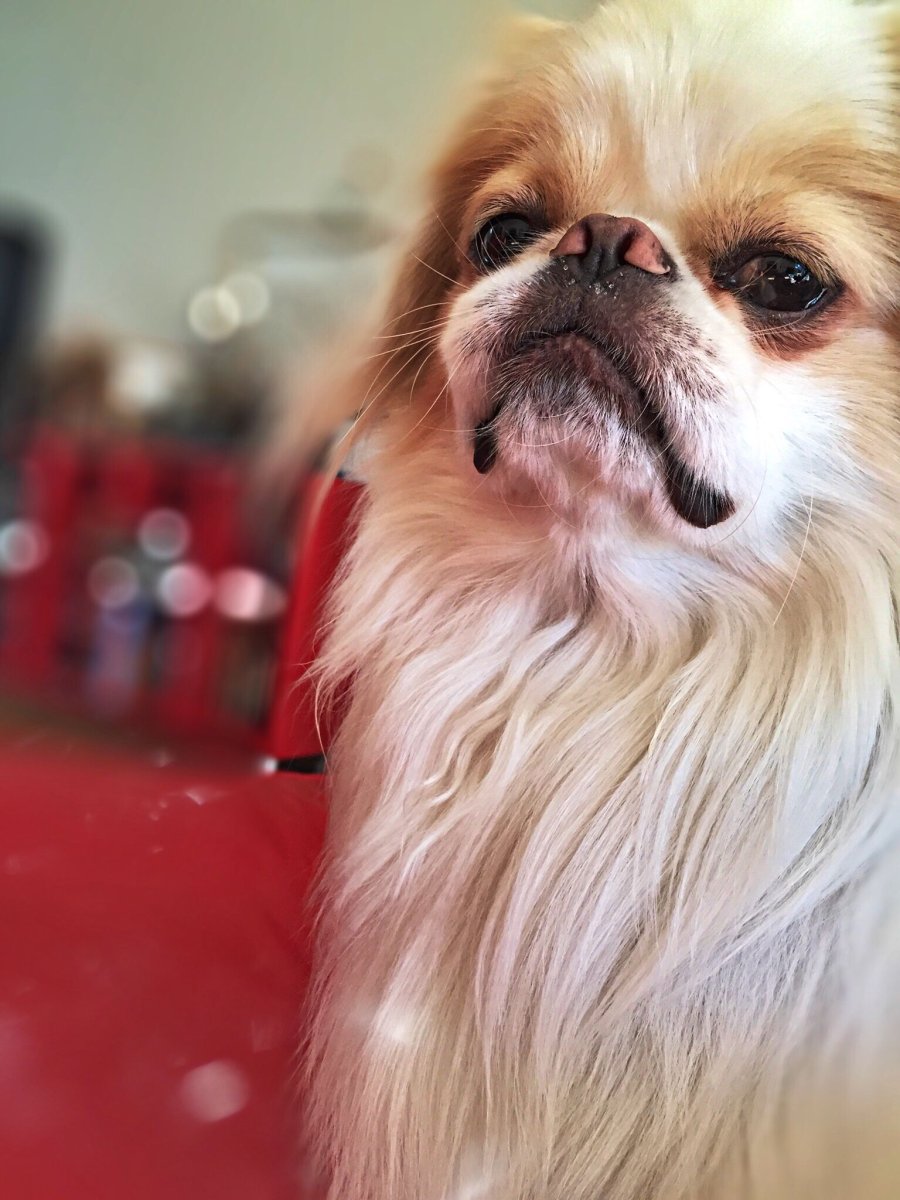 Японский Хин и Пекинес