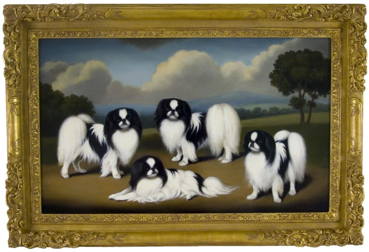 Метис пекинеса