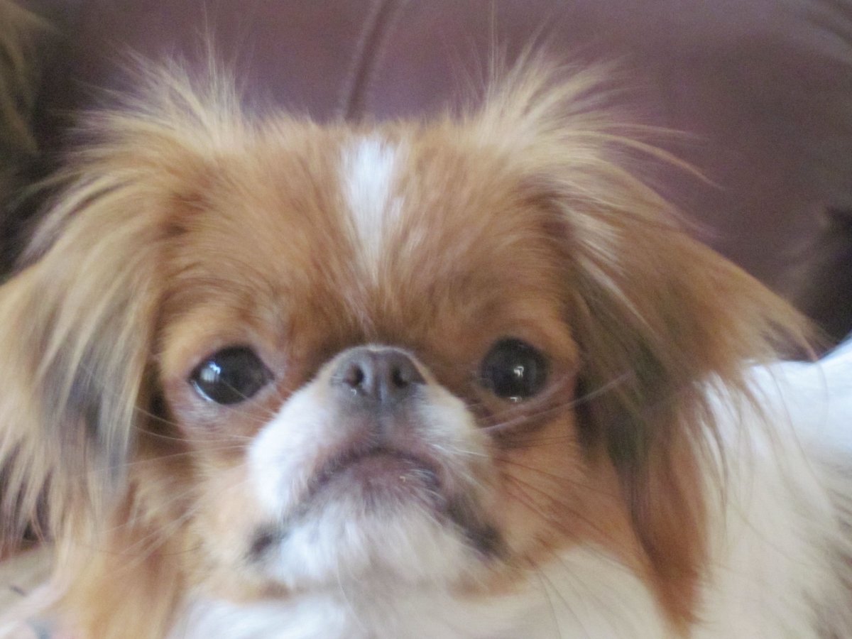 Японский Хин альбинос