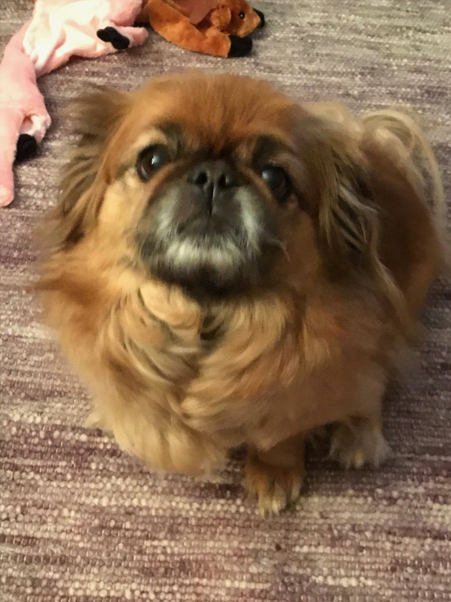 Помесь японского Хина и пекинеса