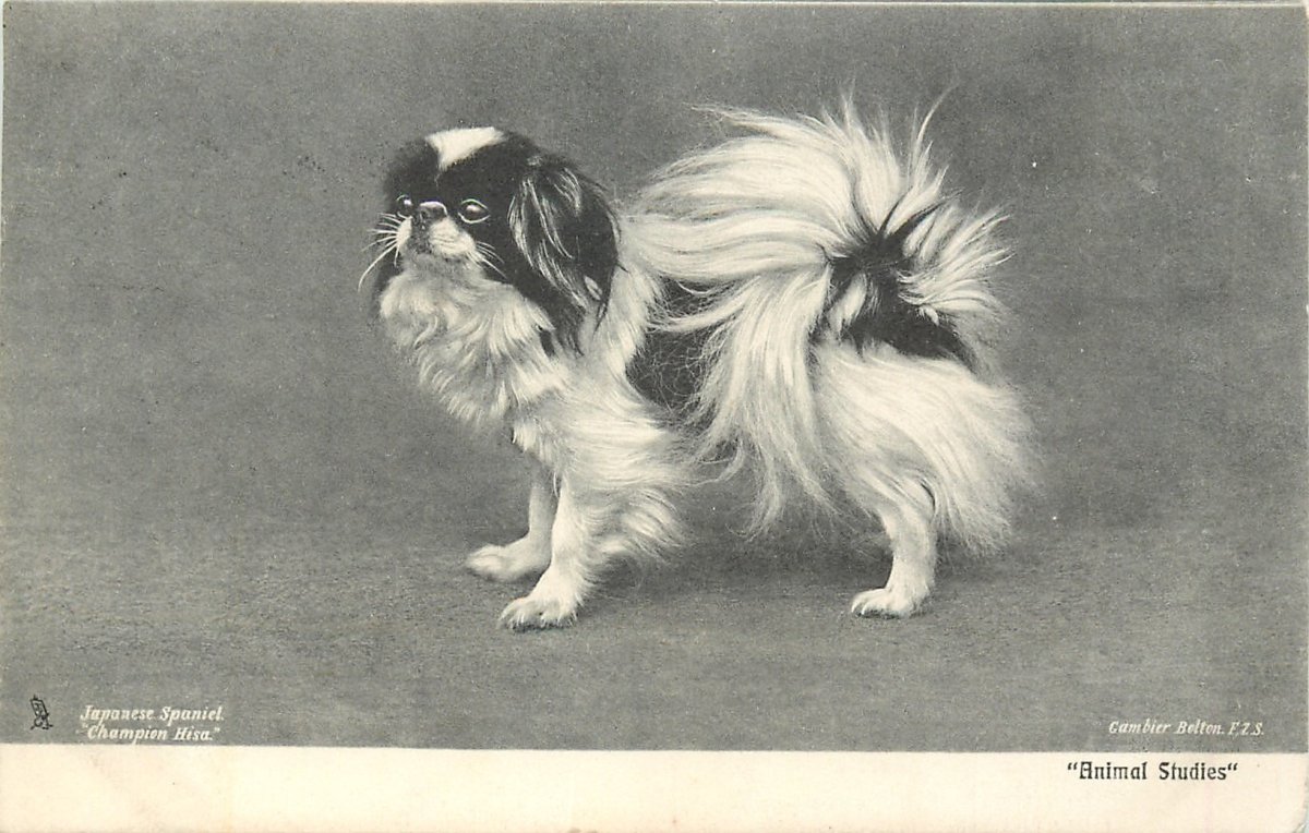 Японский Хин бело рыжий