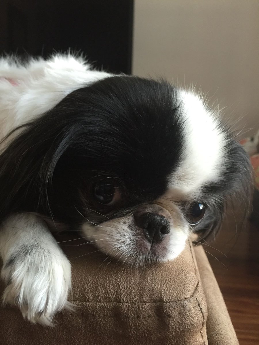 Японский Хин косоглазие