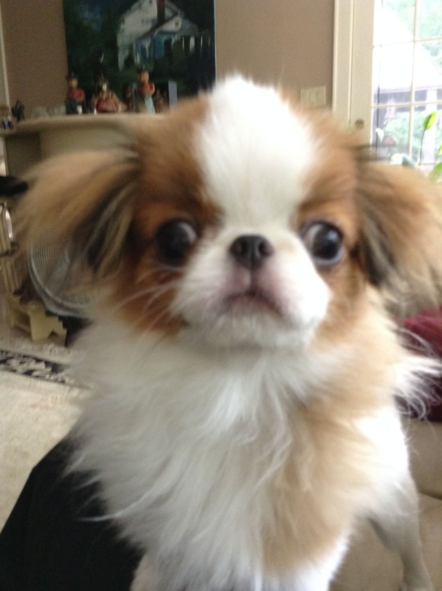 Японский Хин портрет