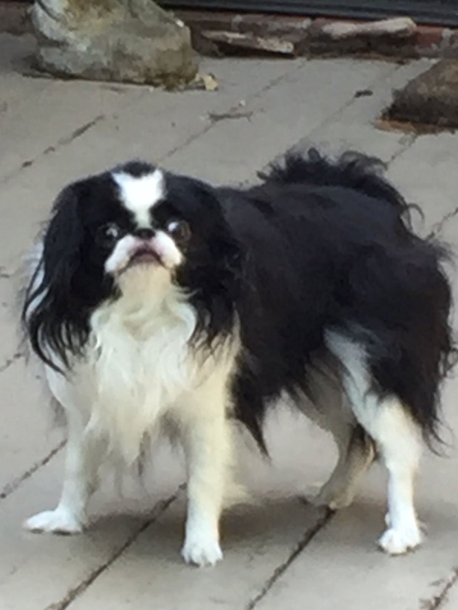 Японский Хин микро