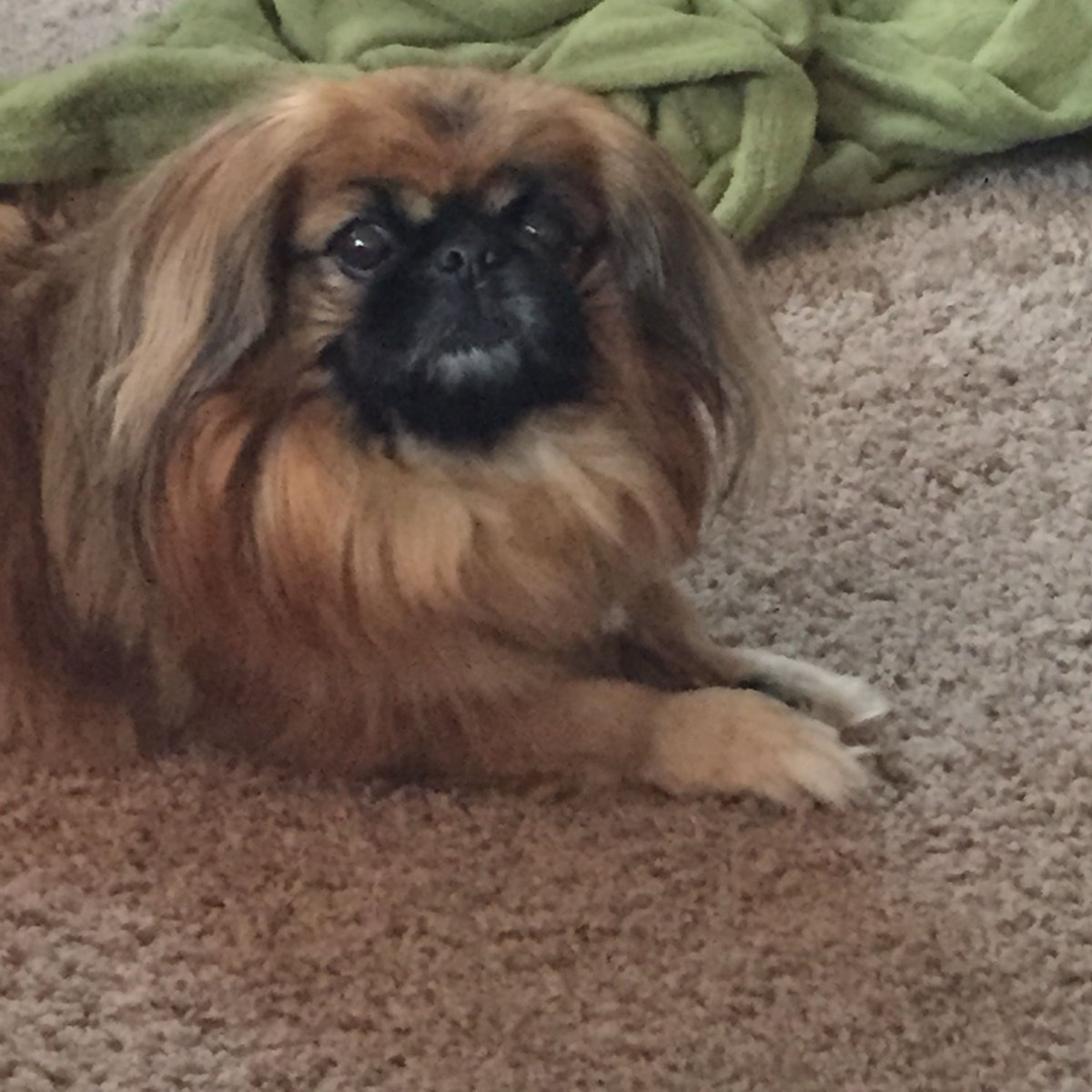 Японский Хин