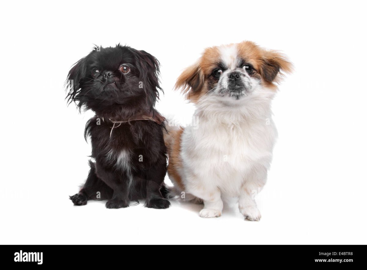 Японский Хин картинки бежевый