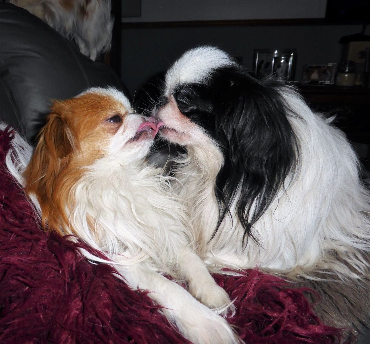 Японский Хин на открытке СССР