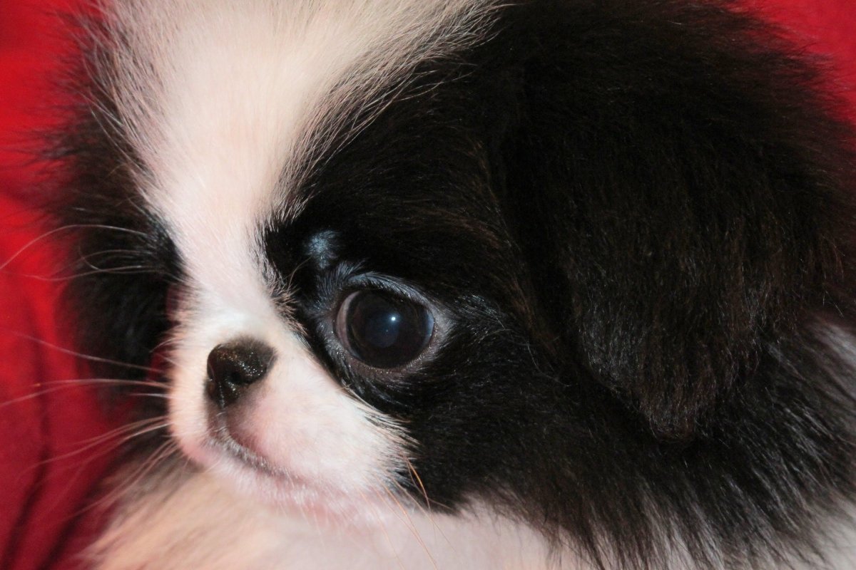 Японский Хин