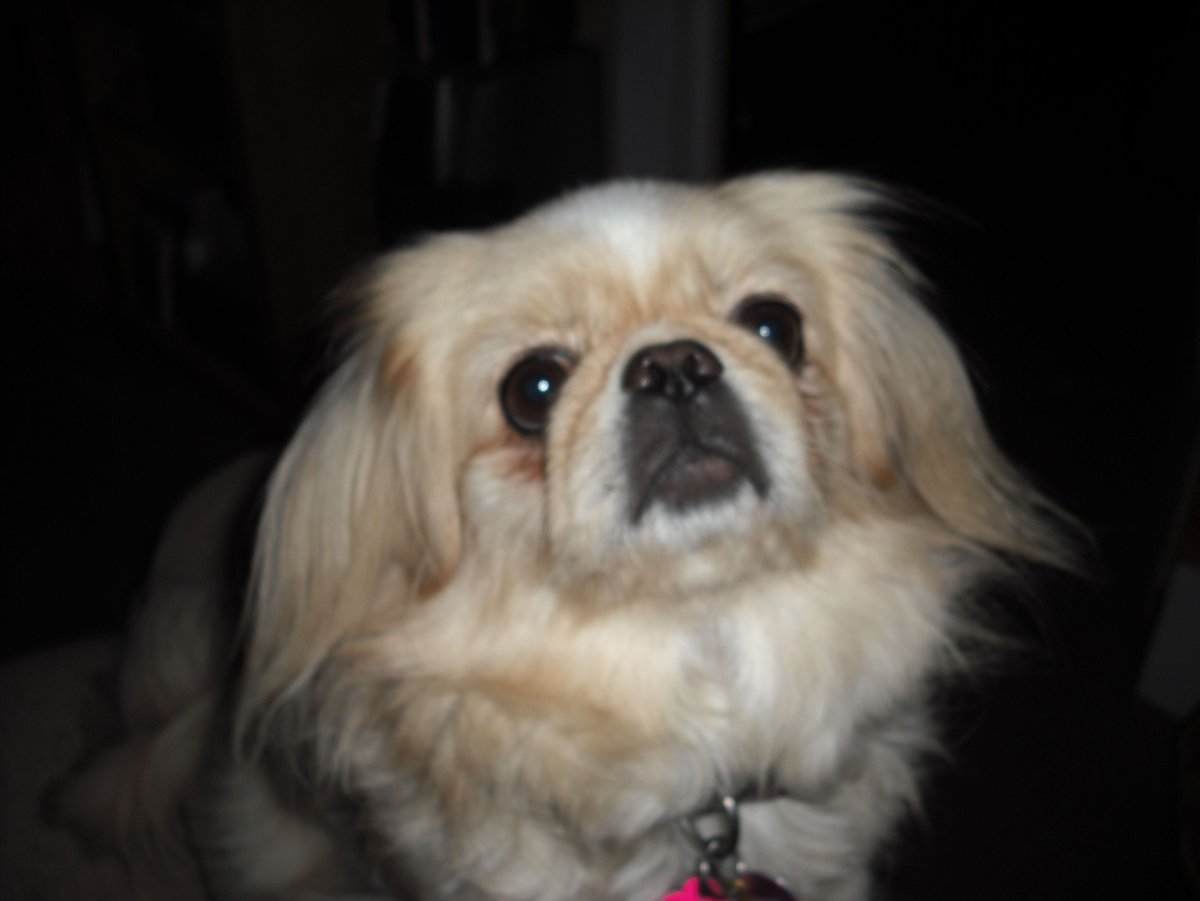 Пекинес Хин