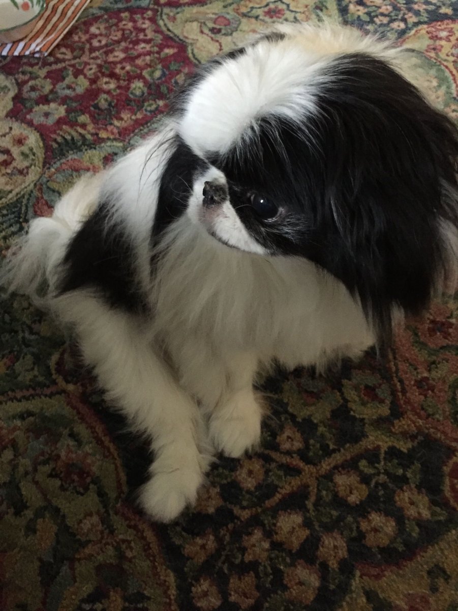 Японский Хин черный