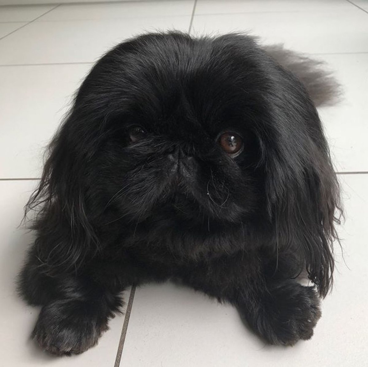 Пекинес порода обезьян