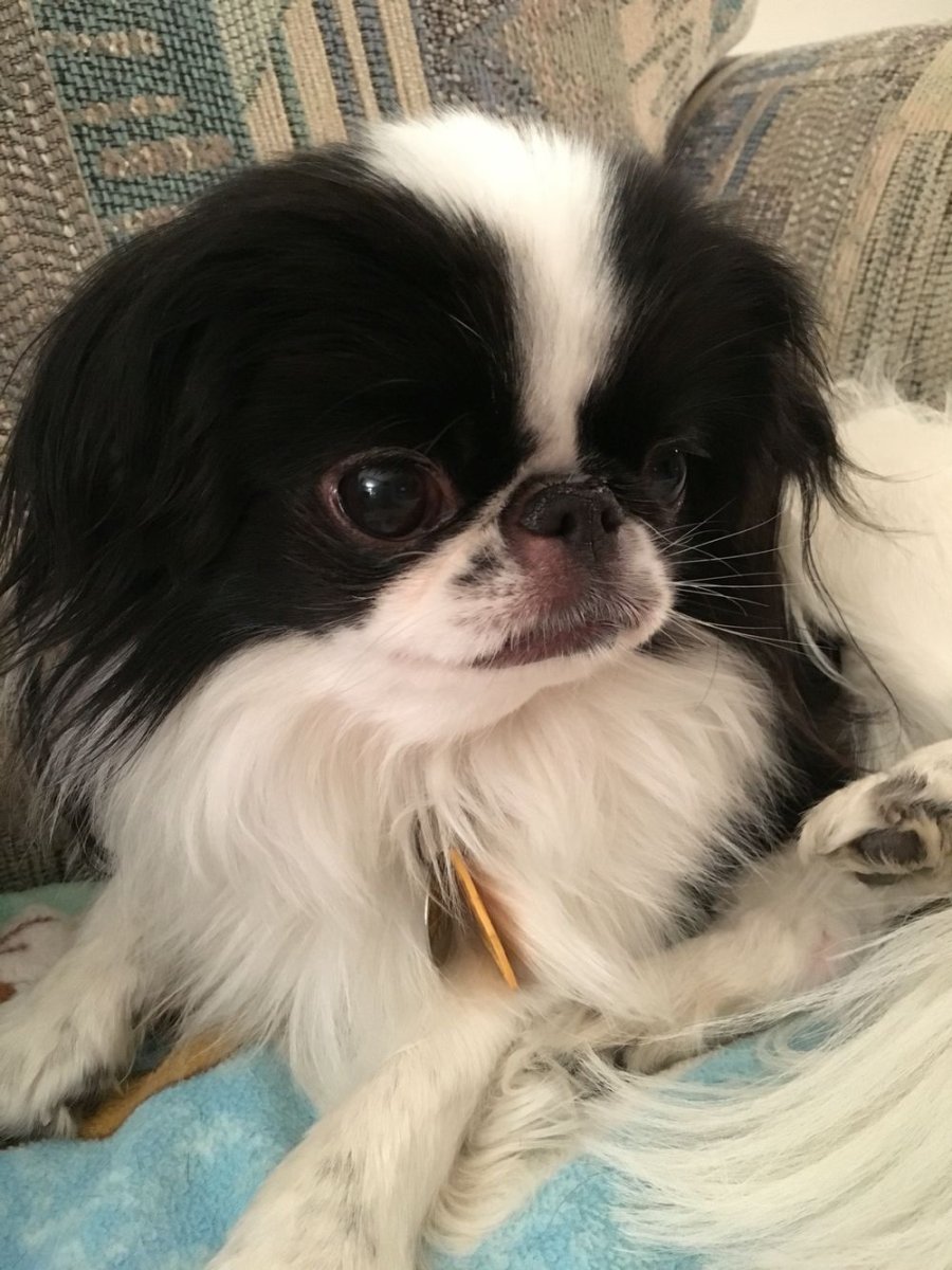 Японский Хин черный