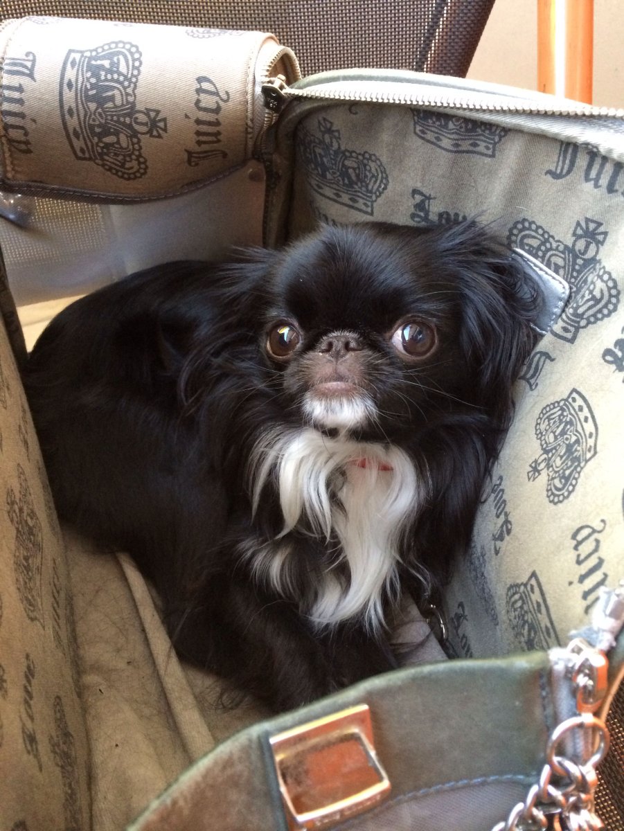 Японский Хин и Пекинес