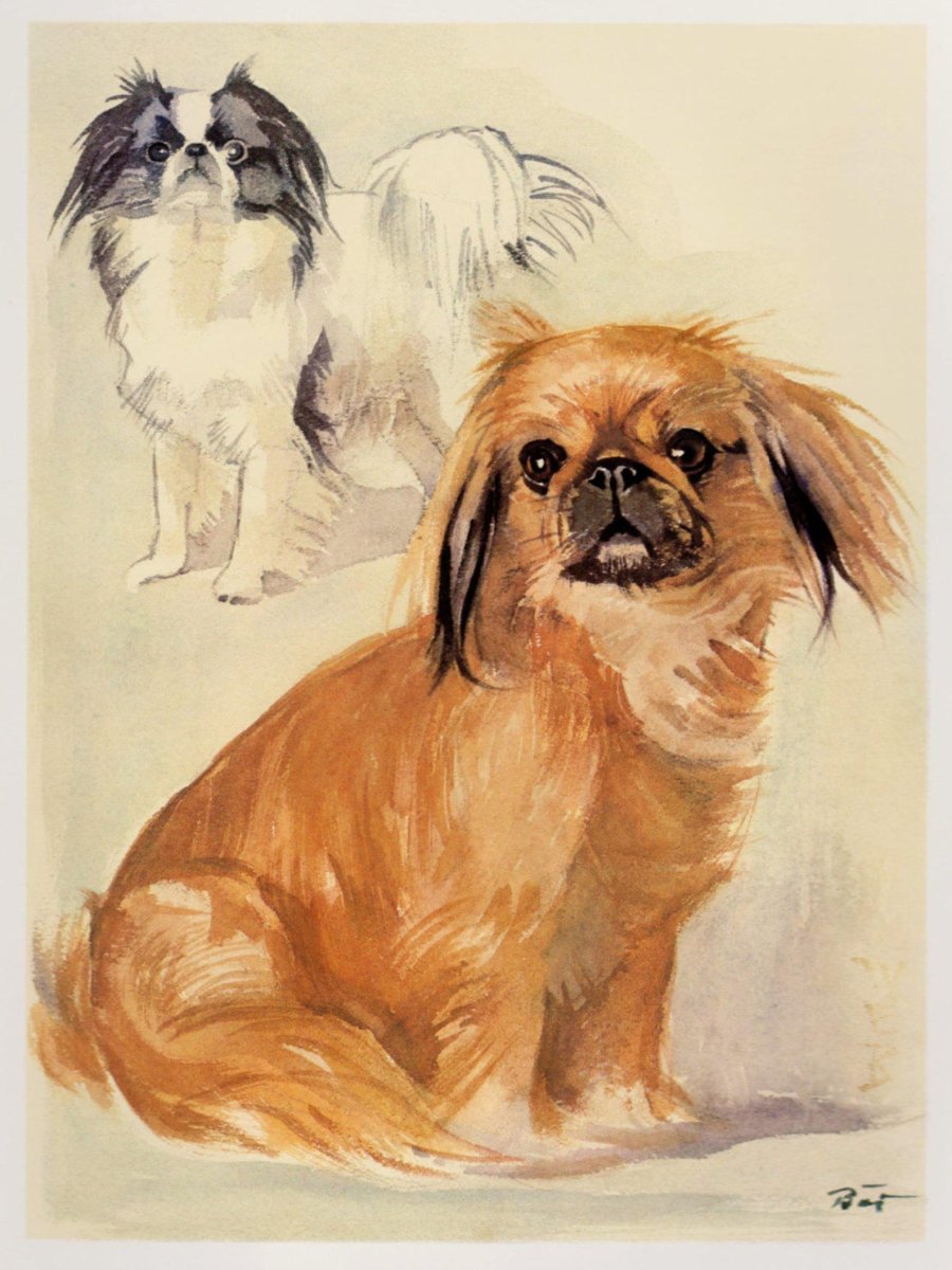 Японский Хин и Пекинес