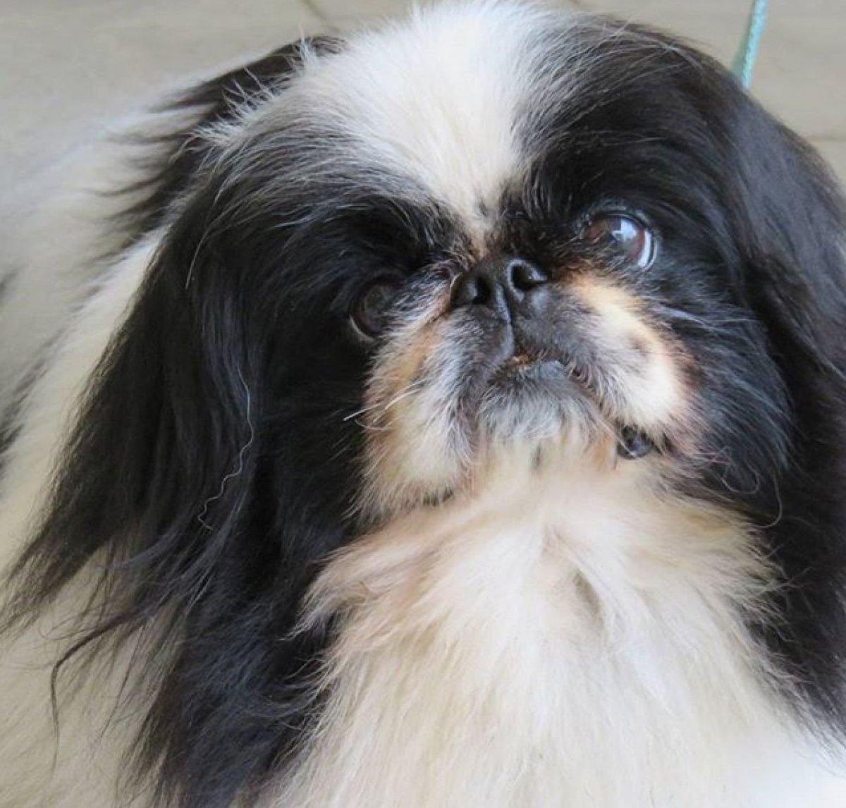 Собака Пекинес и японский Хин