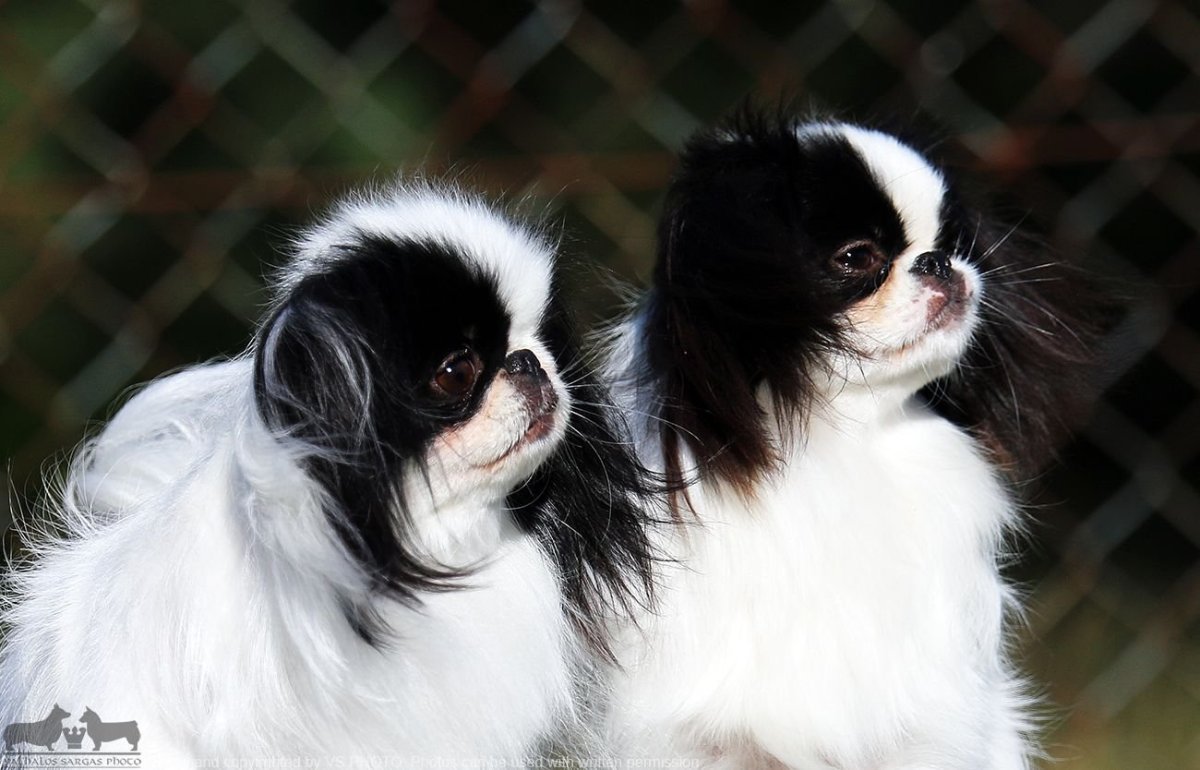 Пекинес королевской породы