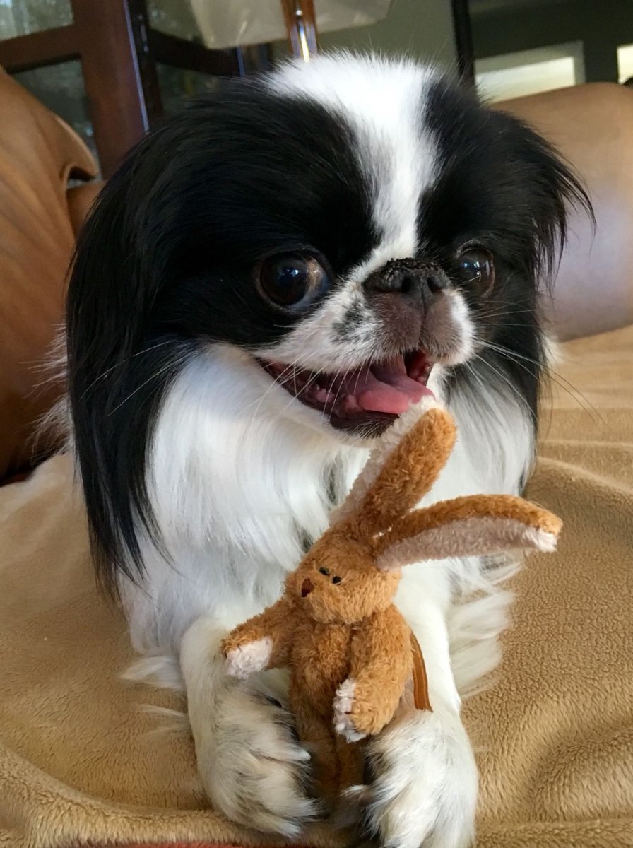 Японский Хин и Пекинес