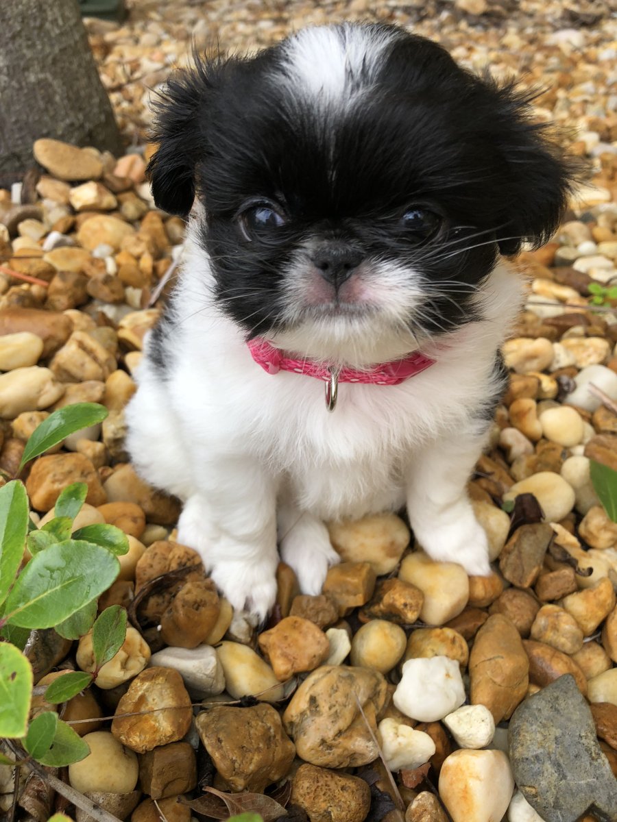 Японский Хин рисунок