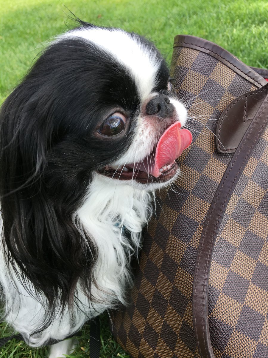 Японский Хин и Пекинес