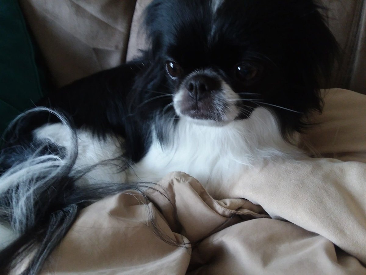 Японский Хин альбинос