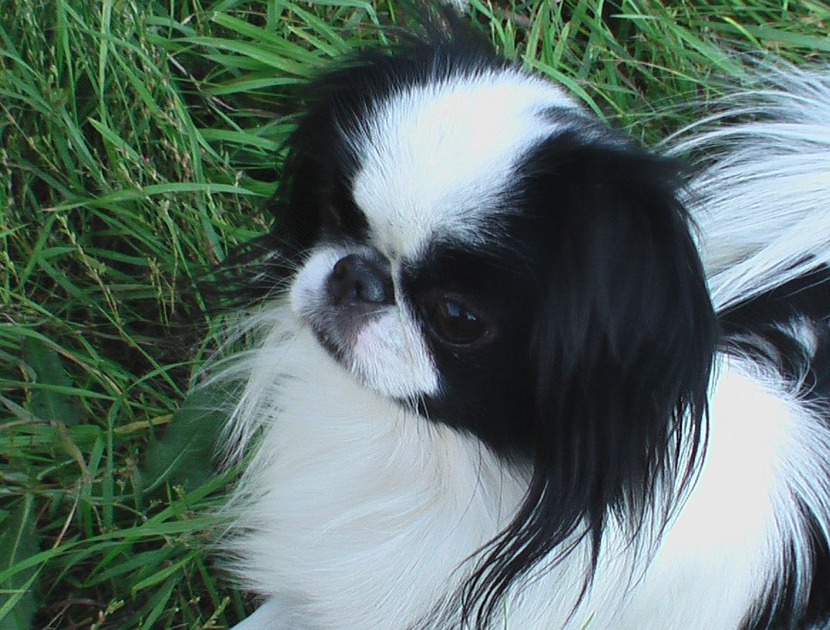 Японский Хин Соболь