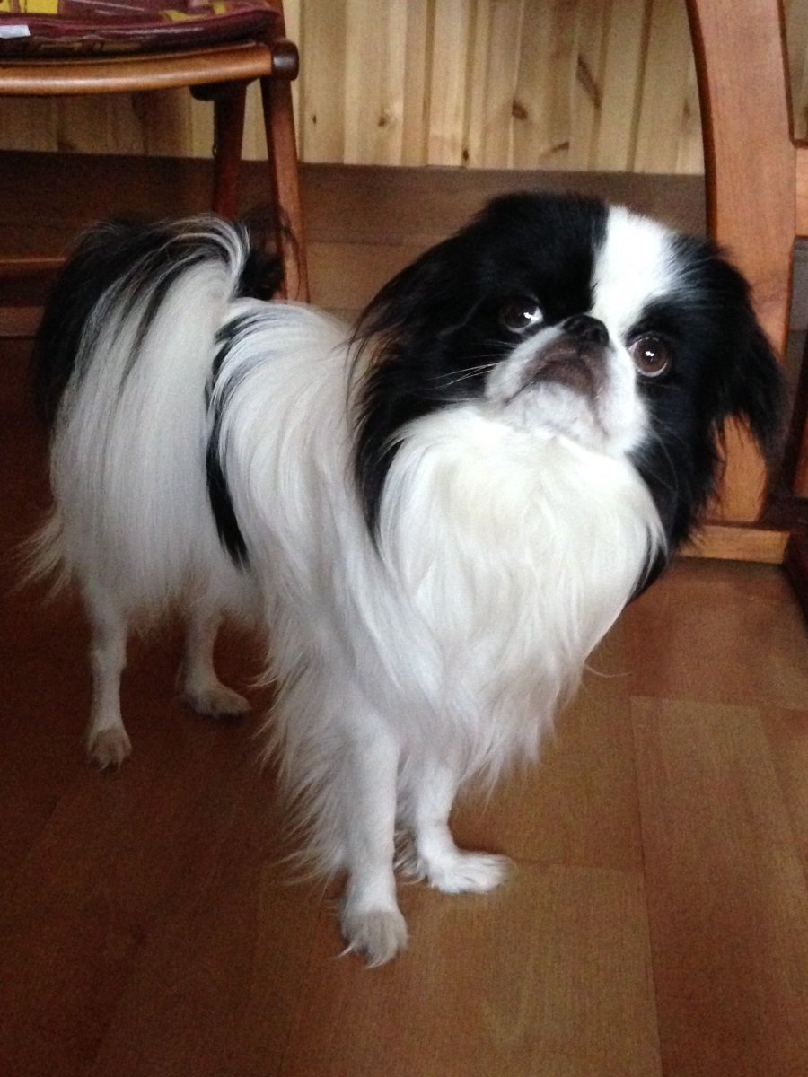 Чистокровный Пекинес