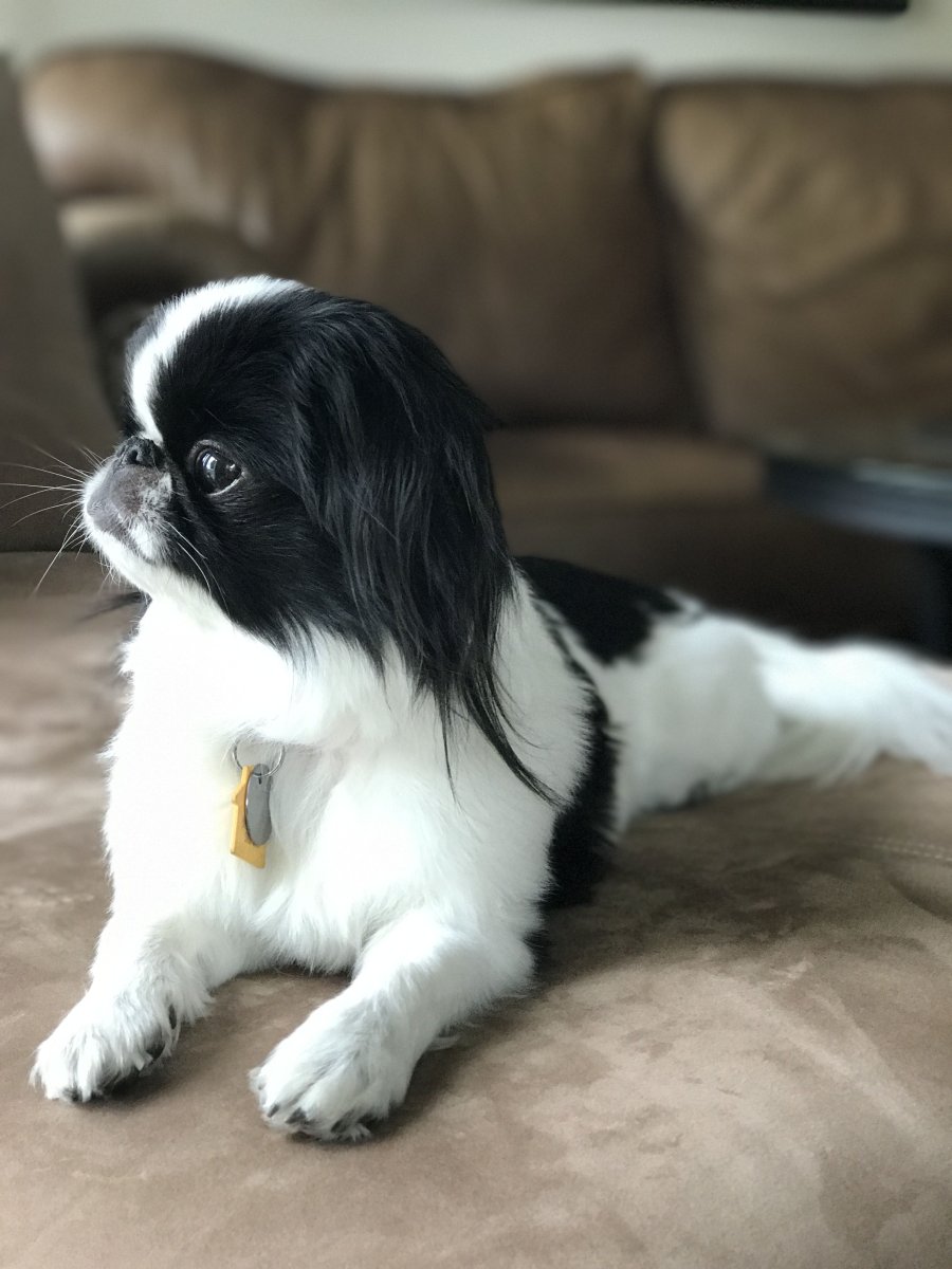 Японский Хин и чихуахуа