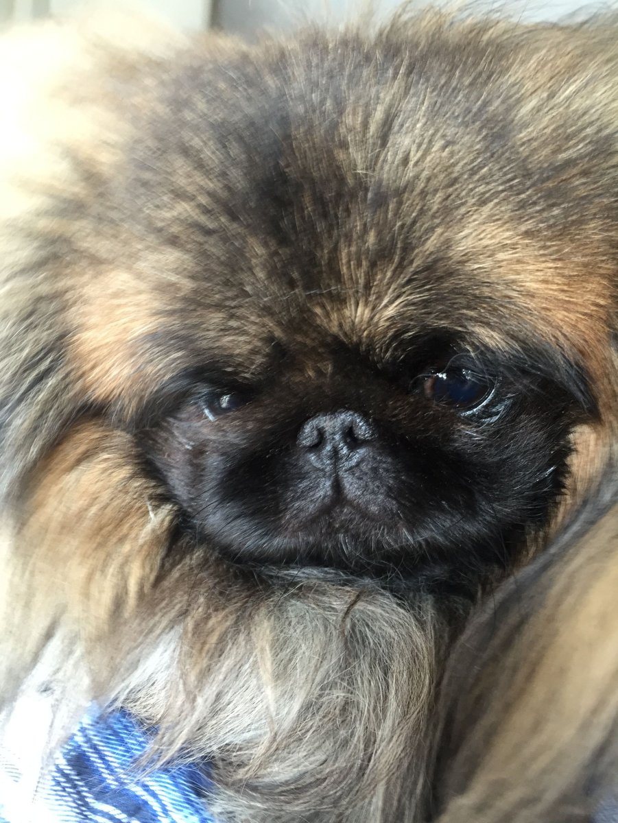 Собаки маленьких пород японский Хин