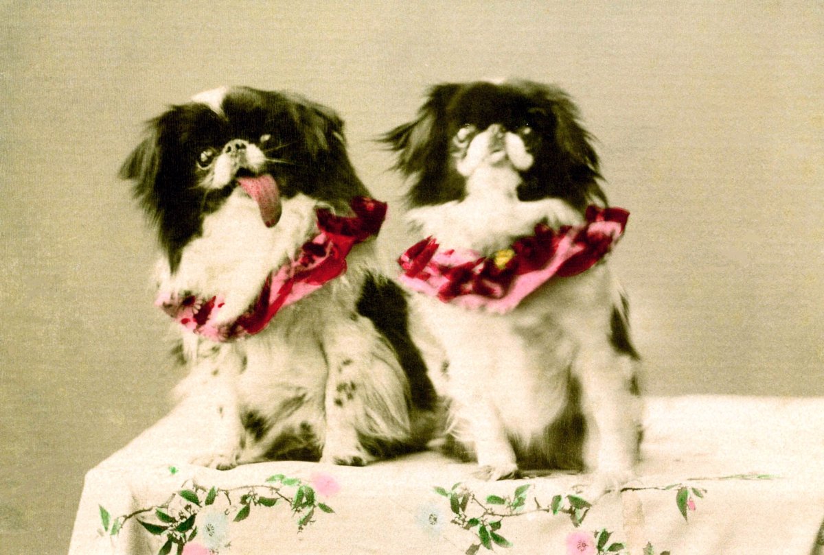 Японский Хин короткошерстный коричневый