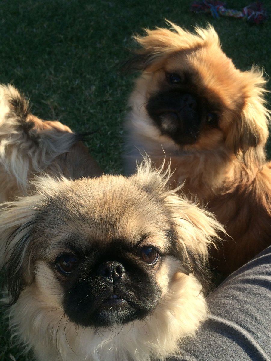 Пекинес Хин